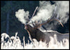 Bull elk bugling on frosty forest Poster - Plakatbar.no