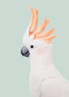 Cockatoo - Plakatbar.no