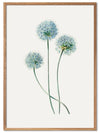 Dandelion poster - Plakatbar.no