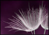 Dandelion seed poster - Plakatbar.no