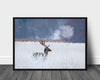 Deer in frozen winter landscape poster - Plakatbar.no