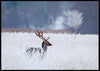 Deer in frozen winter landscape poster - Plakatbar.no