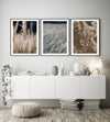 Delicate Reeds Bathed in the Light of a Sunny Day Poster - Plakatbar.no