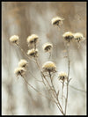 Dried flowers in winter - Poster - Plakatbar.no