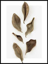 Dried Leaves poster - Plakatbar.no