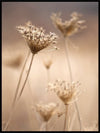 Dried wild flowers in november - Poster - Plakatbar.no