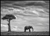 Elephant landscape poster - Plakatbar.no