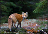 Fox in the wood poster - Plakatbar.no