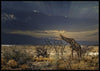 Giraffa in Etosha poster - Plakatbar.no