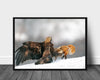 Golden eagle and red fox poster - Plakatbar.no