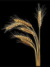 Golden Wheat Poster - Plakatbar.no