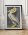 American White Pelican From Birds of America (1827)