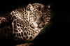 Leopard poster - Plakatbar.no