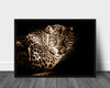 Leopard poster - Plakatbar.no