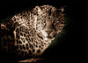 Leopard poster - Plakatbar.no