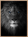 Lion - Blue Eyes Poster - Plakatbar.no