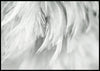 Luxury Bird Feathers Black and White Poster - Plakatbar.no