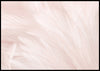 Luxury Bird Feathers Pink Poster - Plakatbar.no