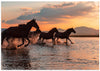 WATER HORSES