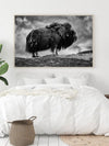 Male Musk ox - Poster - Plakatbar.no