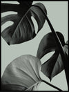 Monstera 02 poster - Plakatbar.no