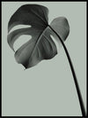 Monstera 03 poster - Plakatbar.no