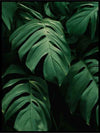 Monstera 05 - Botanisk Plakat - Plakatbar.no