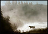 Moose in mist Poster - Plakatbar.no