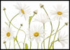 Ox eye Daisies poster - Plakatbar.no