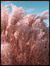 Pampas grass with blue sky - Poster - Plakatbar.no