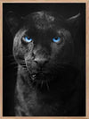 Panther - Blue Eyes Poster - Plakatbar.no