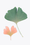 Pastell Ginkgo - Plakatbar.no