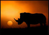 Rhino sunset poster - Plakatbar.no