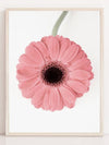 Rosa Gerbera II - Plakatbar.no