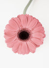 Rosa Gerbera II - Plakatbar.no