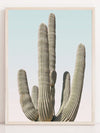 Saguaro - Plakatbar.no