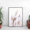 Soft pampas grass- Poster - Plakatbar.no