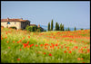 Sommerblomster i Toscana - Poster - Plakatbar.no