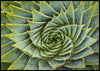 Spiral aloe poster - Plakatbar.no