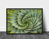 Spiral aloe poster - Plakatbar.no