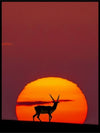 Sun crossing poster - Plakatbar.no