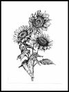 Sunflowers Hand Drawn Poster - Plakatbar.no