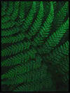 The green darkness - Botanisk Plakat - Plakatbar.no