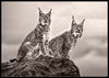 Two lynx on rock poster - Plakatbar.no