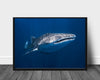 Whale shark poster - Plakatbar.no