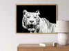 White Tiger - Blue Eyes Poster - Plakatbar.no