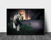 White tiger poster - Plakatbar.no